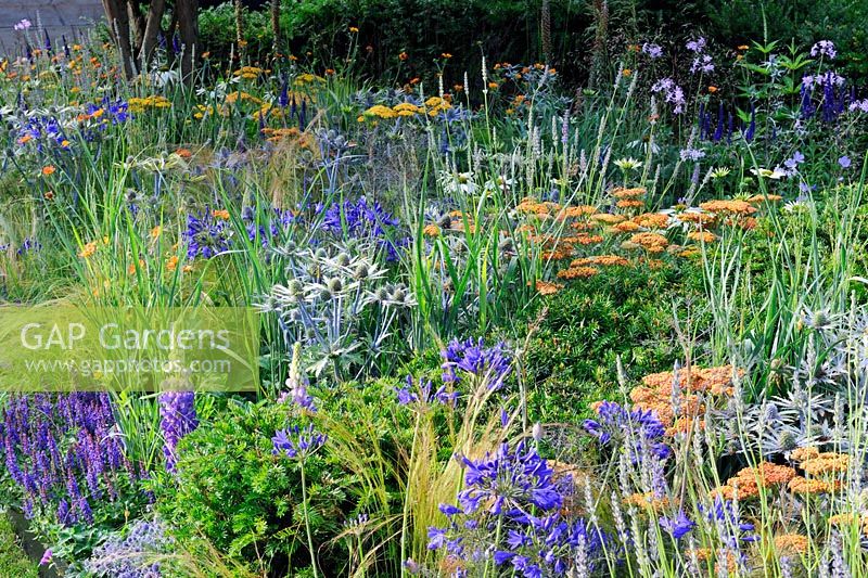 Late summer yellow, gold and blue mixed planting: Achillea, Agapanthus, Eryngium ,grasses, clipped low growing yew - The Bounce Back Foundation Garden, Untying the Knot
