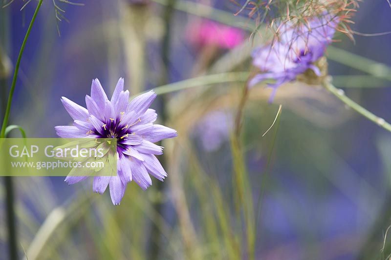 Catananche caerulea - Cupids dart flower - July - Oxfordshire