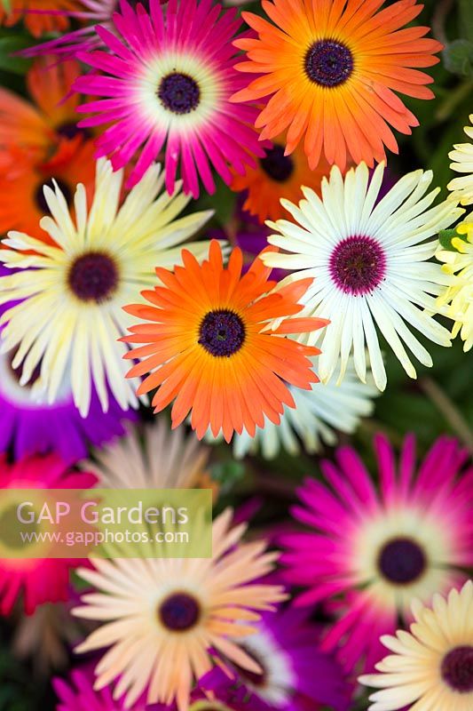 Mesembryanthemum 'Magic Carpet Mixed' - Livingstone Daisy - July - Scotland