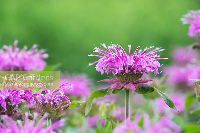 Monarda didyma 'Violet Queen' -  Bergamot flowers - July - Surrey