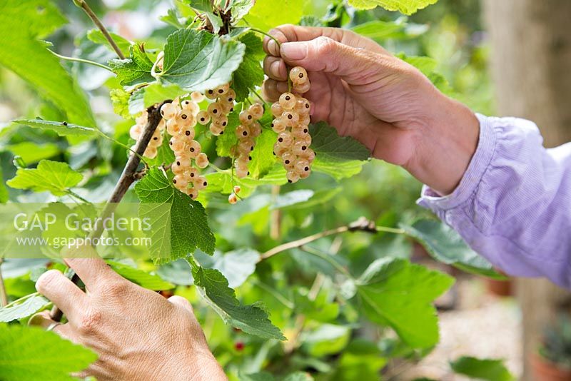 Harvesting fruit of Ribes rubrum 'Versailles'