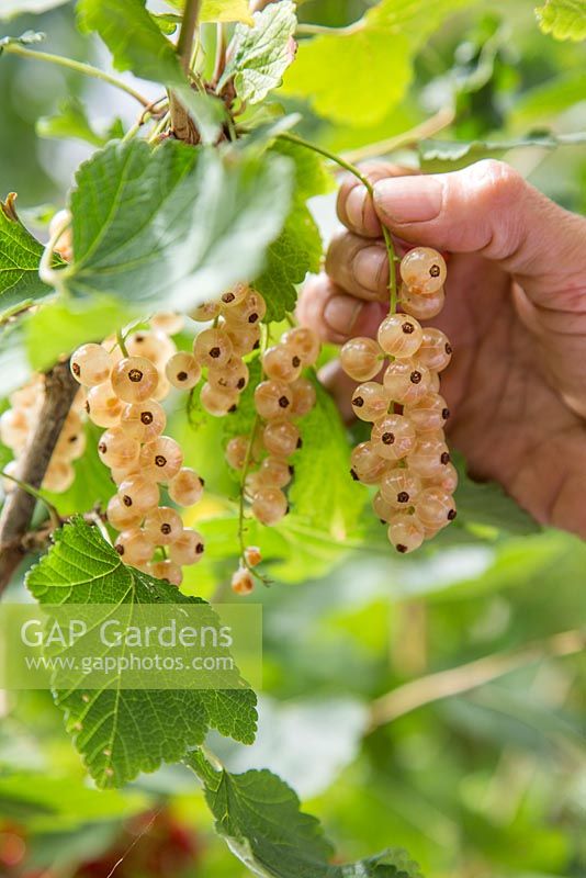 Harvesting fruit of Ribes rubrum 'Versailles'