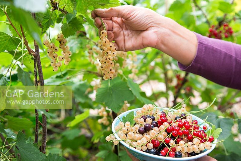 Harvesting fruit of Ribes nigrum 'Ben Nevis', Ribes rubrum 'Jonkheer van Tets' and Ribes rubrum 'Versailles'