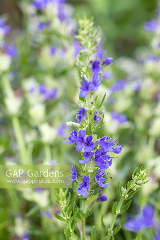 Rock Hyssop. 