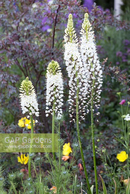 Eremurus himalayicus - The M and G Garden, Gold medal winner. RHS Chelsea Flower Show 2014
