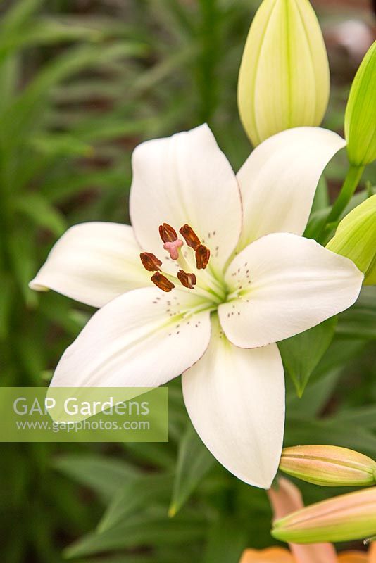 Lilium 'Eyeliner' - Longflorum Asiatic Lily