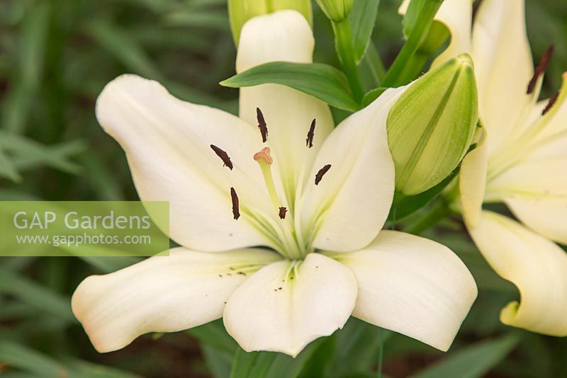 Lily 'Trebbiano' Longiflorum x Asiatic