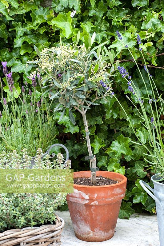 Small standard Olea europaea with thyme and lavender