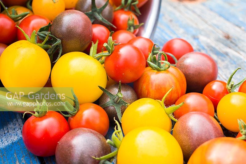 Mixed harvest of Tomatoes. Tomato 'Red Cherry', 'Golden Sunrise', 'Black Cherry' and 'Tigerella'. 