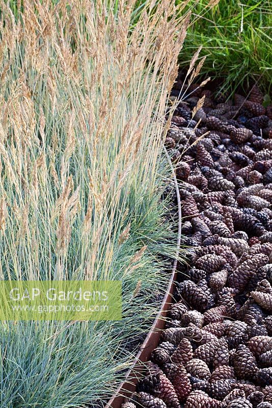 Festuca glauca 'Blaufuchs' in The Flintknapper's Garden - A Story of Thetford