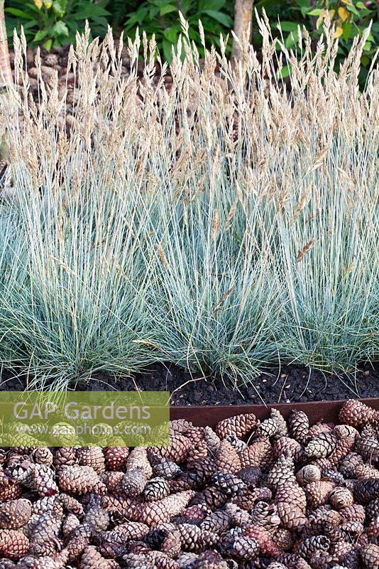 Festuca glauca 'Blaufuchs' in The Flintknapper's Garden - A Story of Thetford  