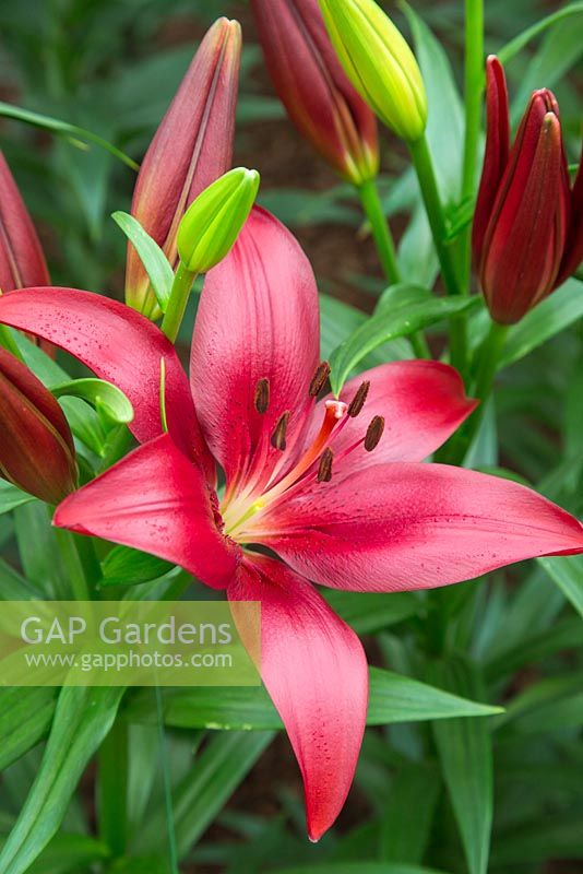 Lilium 'Methone' - Longiflorum Asiatic Lily