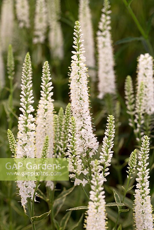 Veronica longifolia 'Charlotte'