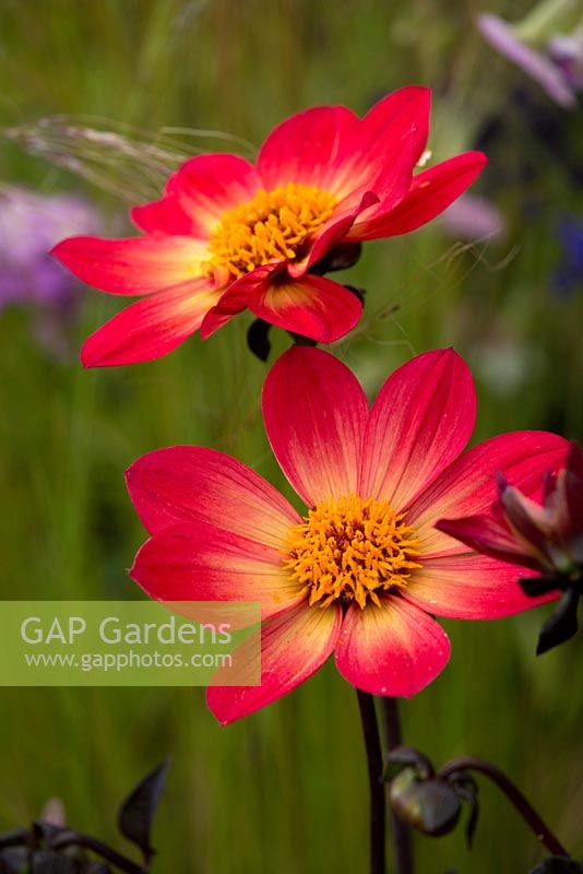 Dahlia 'Happy Single Flame'