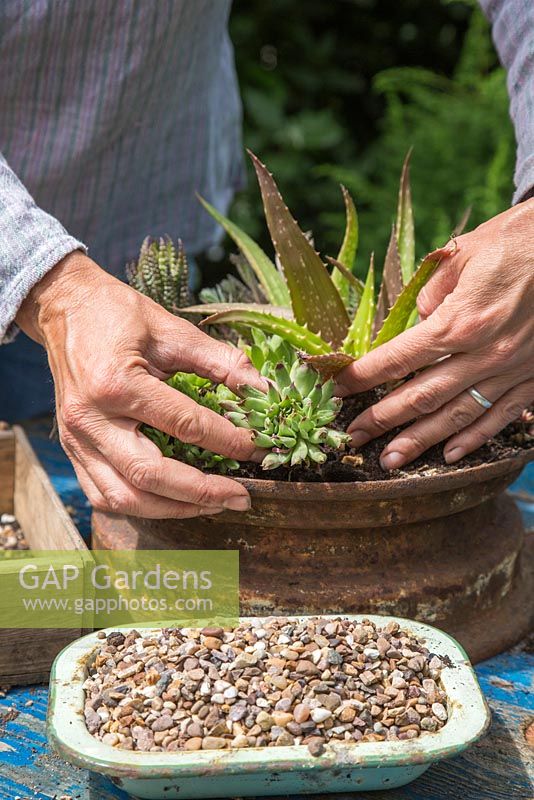 Planting Echeveria