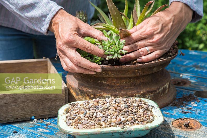 Planting Echeveria