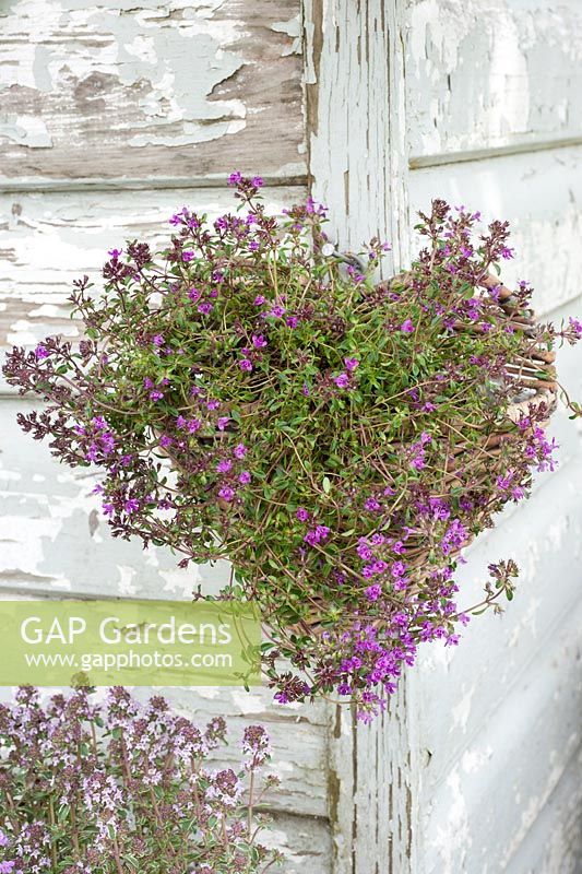 Thymus - Thyme in small wall heart shaped basket