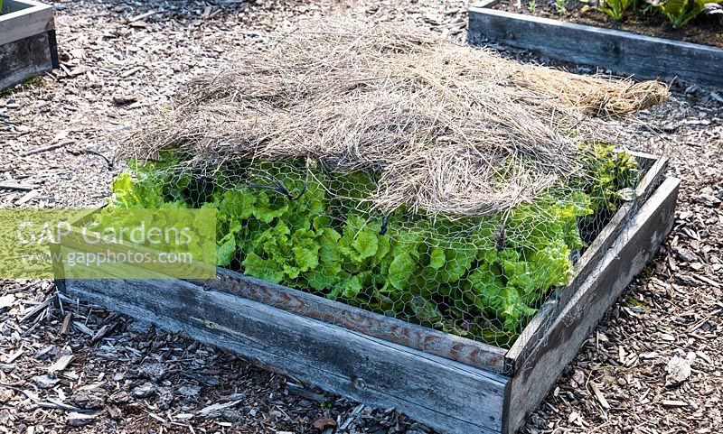 Lettuce in wooden raised bed with netting and straw protection