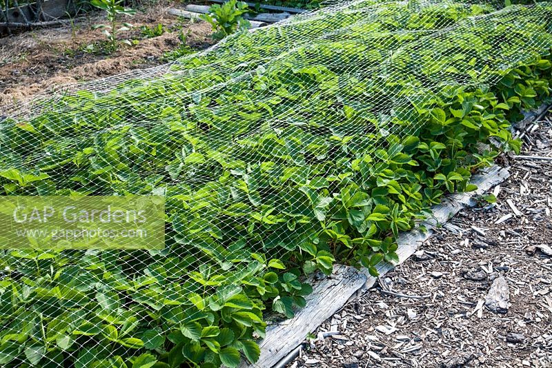 Fragaria under netting for protection against pests