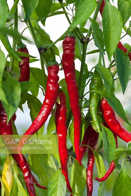 Capsicum - Chinese chili peppers  