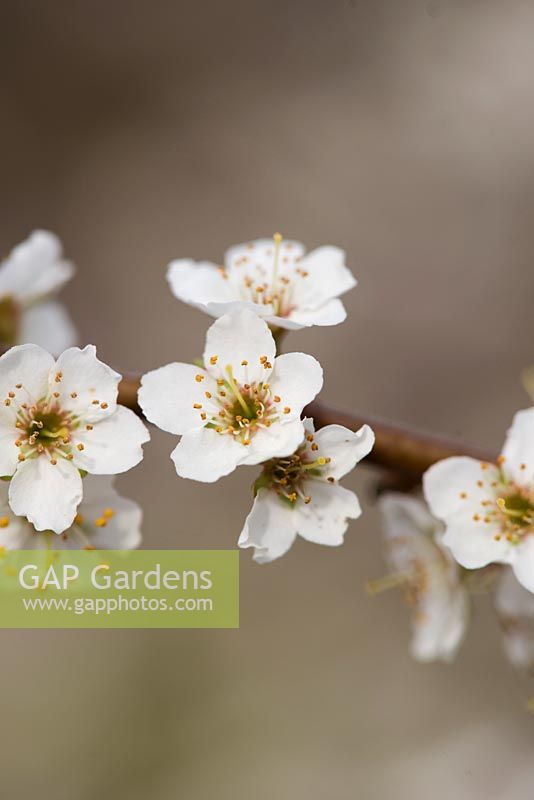 Prunus salicina 'Najdiena' - Prunus triflora - thibetica