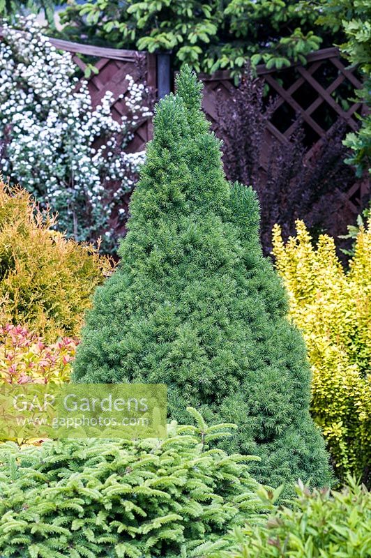 Picea abies 'Conica'