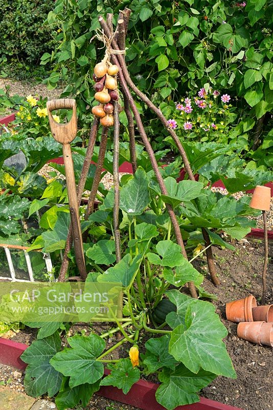 Summer garden with winter squash foliage and onions drying on hazel wigwam