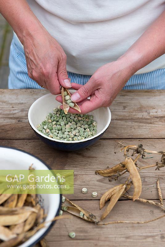 Saving seed, woman shelling dried pea pods for use next season.