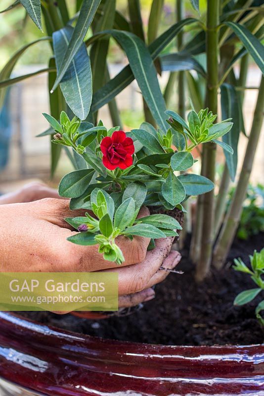 Underplanting Nerium oleander with Calibrachoa 'Double Dark Red' Mini Famous series. 