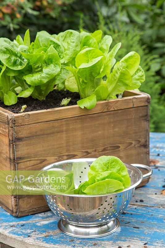 Harvest of Lettuce 'Little Gem'