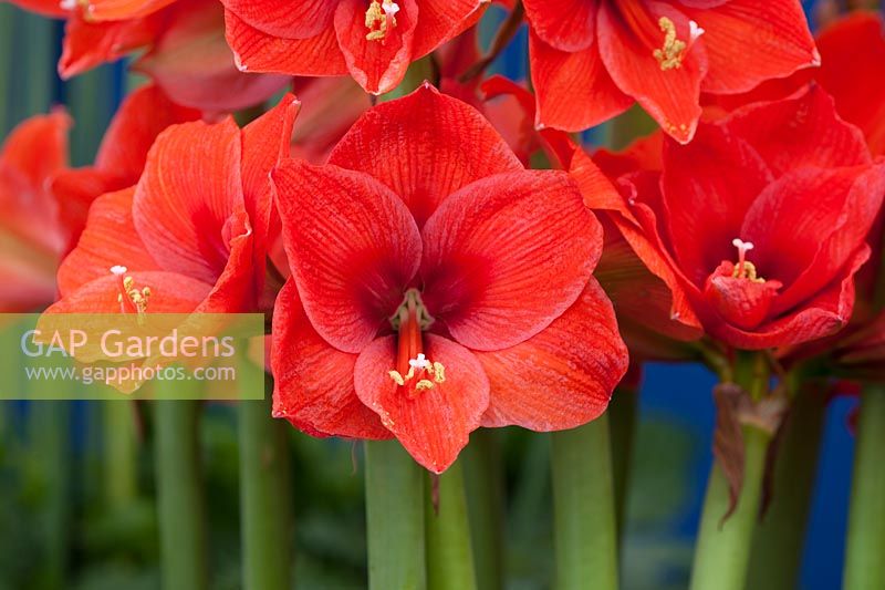 Amaryllis - Hippeastrum 'naranja' 