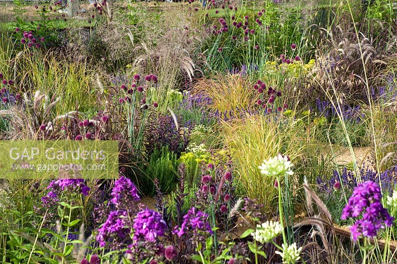 The One Show Garden. Allium sphaerocephalon and carex. Matrix of wispy perennials growing from aggregate gravel floor and black pools representing steam rising from Roman spa at Bath. Ornamental grasses, white agapanthus, allium, phlox and echinacea. Designer: Alexandra Noble Sponsor: The One Show