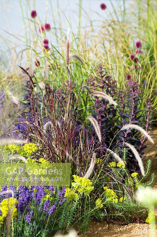 The One Show Garden - Allium sphaerocephalon and carex. Matrix of wispy perennials growing from aggregate gravel floor Ornamental grass, purple Pennisetum 
