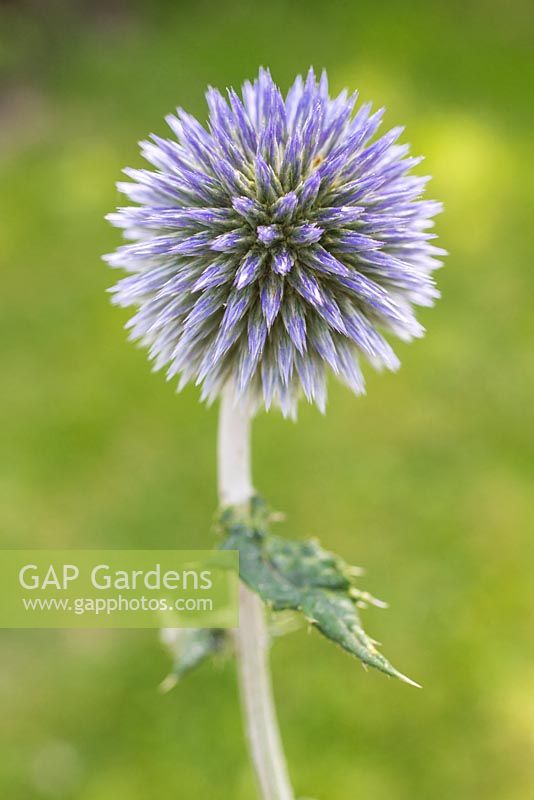 Echinops ritro