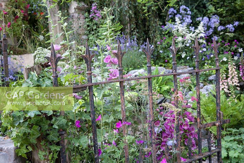 The Forgotten Folly - view of cottage garden through metal gate with foxgloves hollyhocks ivy and ferns - Designer - Lynn Riches and Mark Lippiatt - Horticolous Landscape and Garden Design