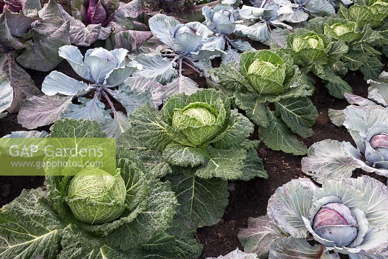 Different varieties of cabbage 'Serpentine', 'Red Jewel', 'Romanov', 'Kalibos' - RHS Hampton Court Flower show 2014 - Britain in Bloom 