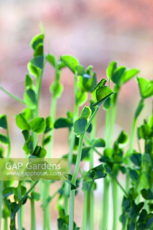 Microgreen Twindly Tendrils - Pea ‘Twinkle' 