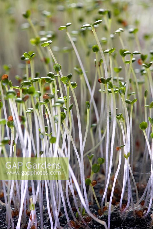 Microgreens Aqua Asiana - Watercress
