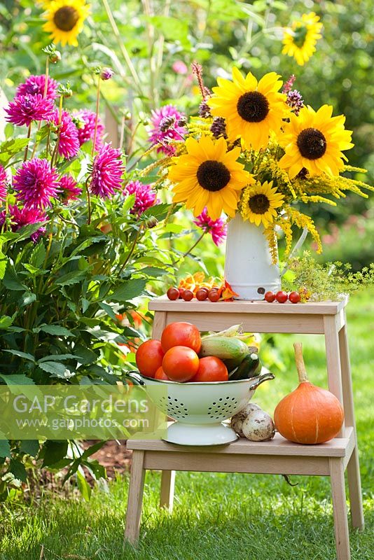 Displays of harvested vegetables and bouquet of  sunflowers and perennials Persicaria, Verbena bonariensis and Solidago in enamel jug on ladder in summer garden.