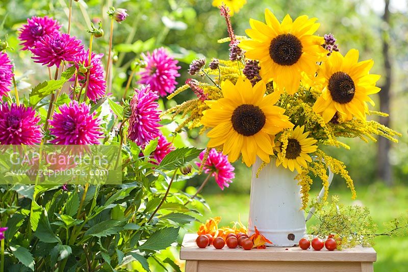 Displays of harvested vegetables and bouquet of  sunflowers and perennials Persicaria, Verbena bonariensis and Solidago in enamel jug on ladder in summer garden.