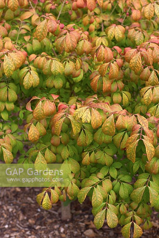 Euonymus alatus 'Rudy Haag'