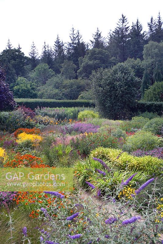 'The Hot Garden' at RHS Rosemoor - Pleioblastus viridistriatus, Monarda Prarienachta, Helenium 'Sahins Early Flowerer', Helenium 'Flammendes Kathchen', Monarda 'Gardenview Scarlet', Rudbeckia fulgida var. deamii, Sambucus nigra f. 'porphyrophylla 'Eva', Hemerocallis 'Corky', Coreopsis verticillata 'Grandiflora', Solidago 'Goldenmosa', Molinia caerulea subsp. caerulea 'Edith Dudszus', Crocosmia 'Emberglow', Coreopsis 'Schnittgold', Miscanthus sinensis 'Krater', Buddleja davidii 'Nanho Blue' and Verbena hastata