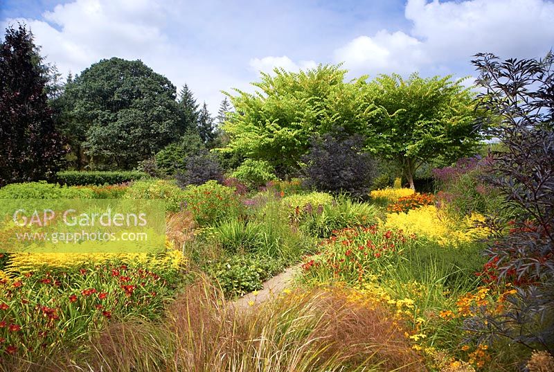 The Hot Garden' at RHS Rosemoor - Pleioblastus viridistriatus, Monarda Prarienachta, Helenium 'Sahins Early Flowerer', Helenium 'Flammendes Kathchen', Monarda 'Gardenview Scarlet', Rudbeckia fulgida var. deamii, Sambucus nigra f. 'porphyrophylla 'Eva', Hemerocallis 'Corky', Coreopsis verticillata 'Grandiflora', Solidago 'Goldenmosa', Molinia caerulea subsp. caerulea 'Edith Dudszus', Crocosmia 'Emberglow', Coreopsis ' Schnittgold', Miscanthus sinensis 'Krater', Ulmus glabra 'Lutescens', Buddleja davidii Nanho Blue', Verbena hastata, Miscanthus sinensis 'Krater' and Ulmus glabra 'Lutescens'