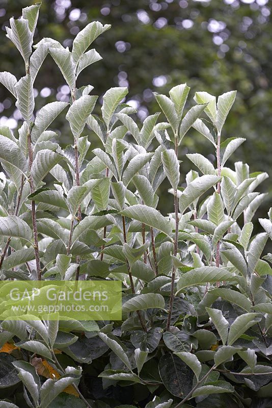 Sorbus thibetica 'John Mitchell'