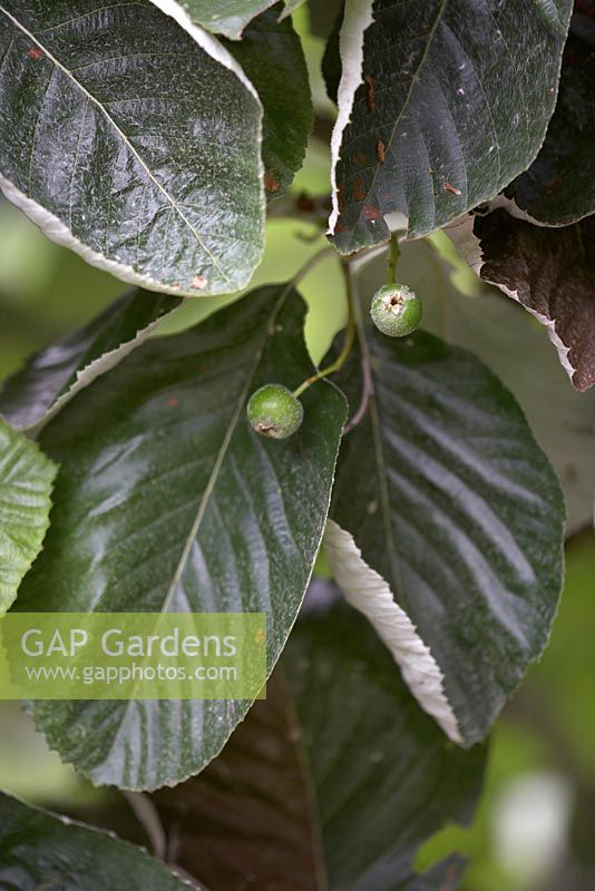 Sorbus thibetica 'John Mitchell'