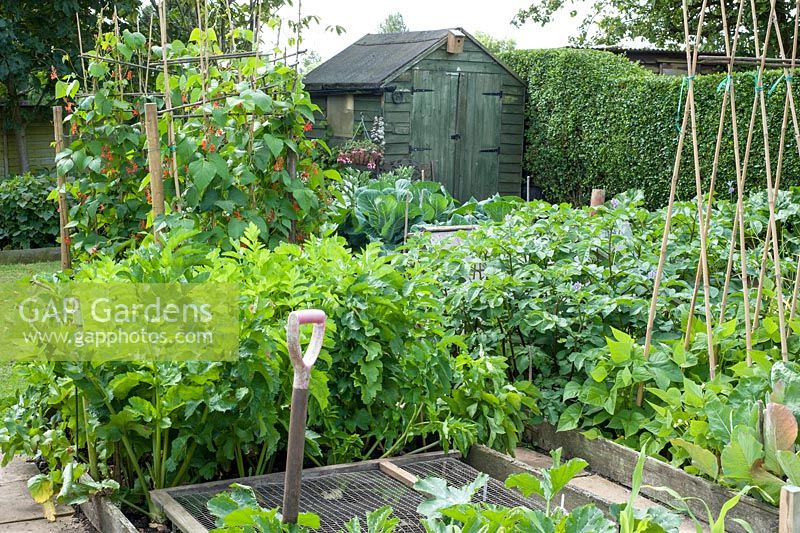 Small vegetable garden with raised beds and shed