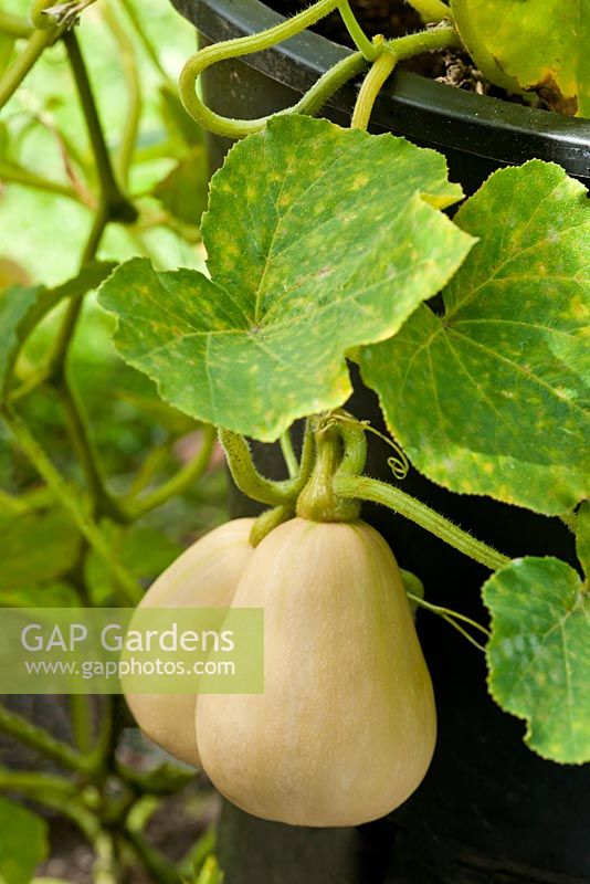 Cucurbita moschata - Butternut Squash Hunter F1 hybrid 