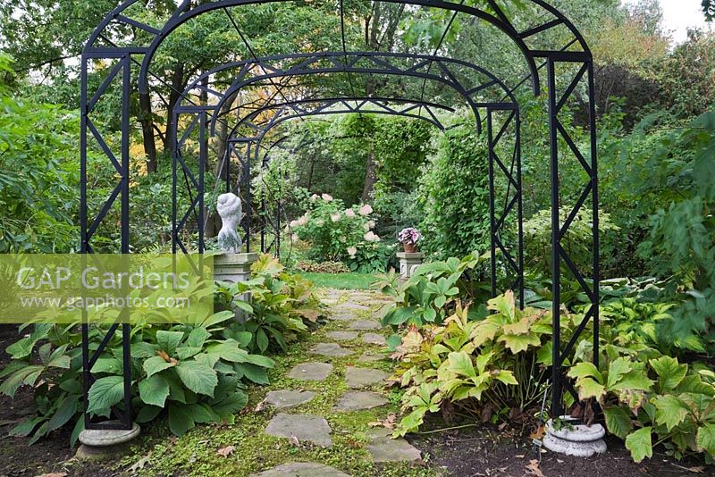 Lysimachia nummularia 'Aurea' - Flagstone path with golden creeping 'Jenny'  through a black wrought iron arbour in backyard garden in autumn. 