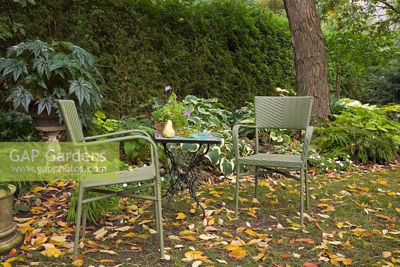 Fallen tree leaves and green wicker chairs and table in a backyard garden in autumn. Hosta - Plaintain lily plants in the background. Il Etait Une Fois garden, Monteregie, Quebec, Canada. 