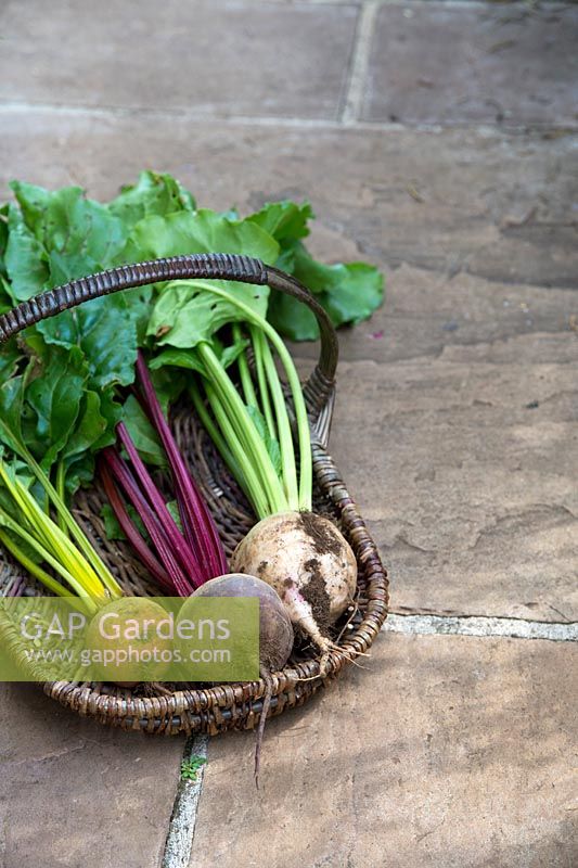 Beta vulgaris - Three types of beetroot in a wicker basket on a garden path - July - Oxfordshire
